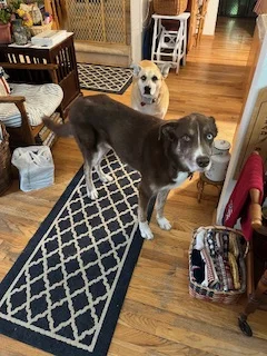 Buddy and Sasha